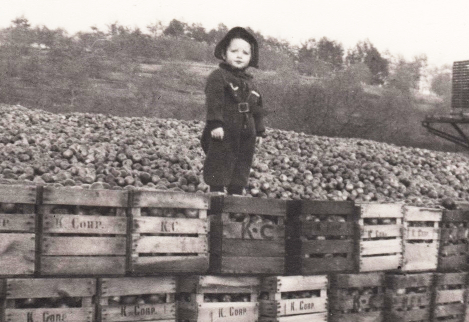 A small child stands on a wall of stacked apple crates, with a huge pile of apples behind him.